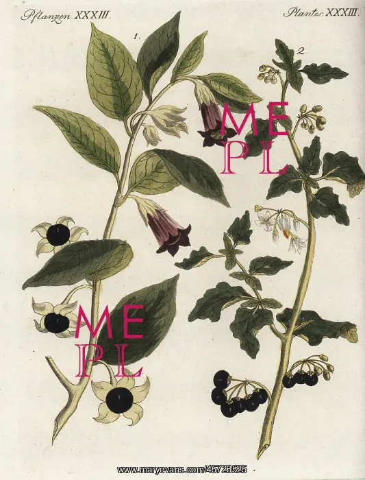 : Deadly nightshade and black nightshade : Deadly nightshade and black nightshade