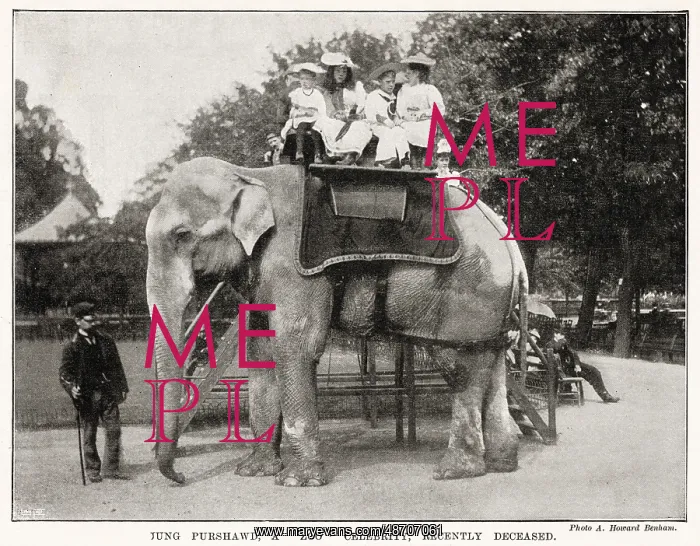 : Death of Elephant at the Zoo 1896 : Death of Elephant at the Zoo 1896