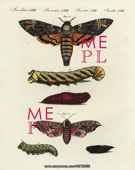 : Death's head and eyed hawk-moths : Death's head and eyed hawk-moths