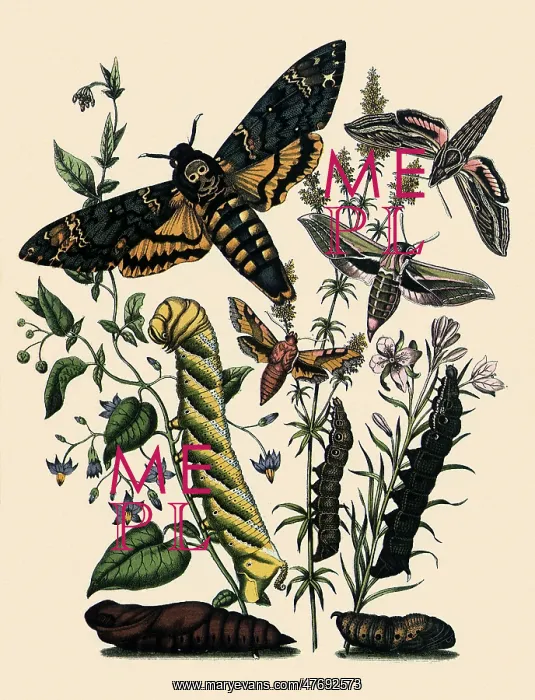 : Death's-Head Hawk Moth and Others : Death's-Head Hawk Moth and Others