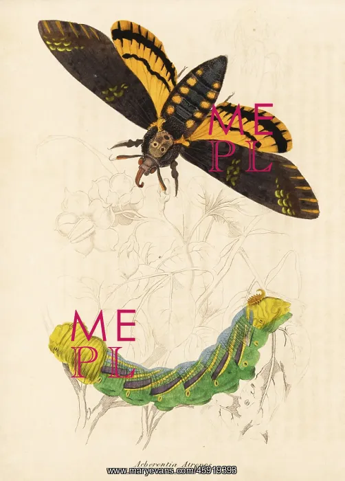  : Death's Head hawk moth, Acherontia atropos