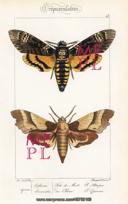 : Death's Head hawkmoth and oak hawkmoth : Death's Head hawkmoth and oak hawkmoth