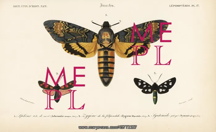 : Death's head hawkmoth, six-spot burnet, and : Death's head hawkmoth, six-spot burnet, and