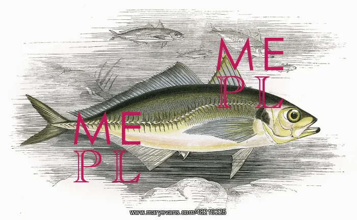 : Decapterus macarellus, or Mackerel Scad : Decapterus macarellus, or Mackerel Scad