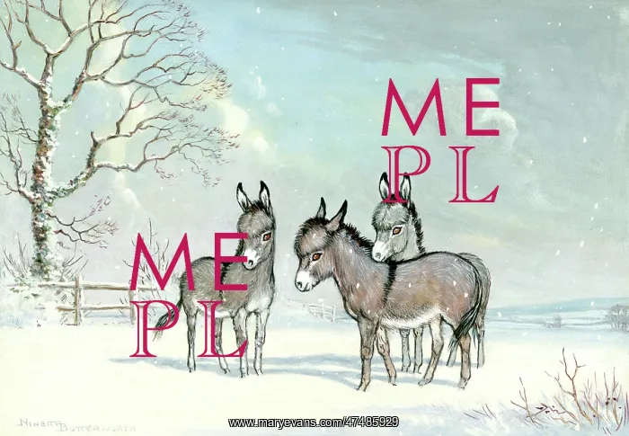  : December Meadows - three donkeys in the snow