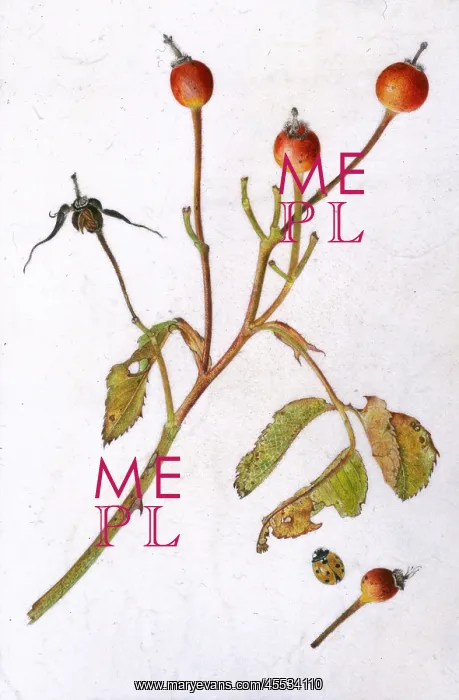 : December rose hips : December rose hips