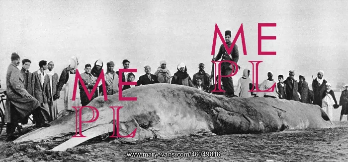 : Decomposing whale carcass : Decomposing whale carcass
