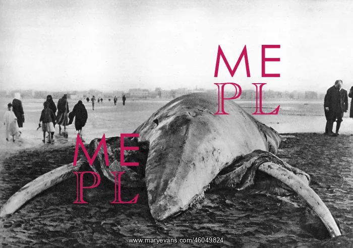 : Decomposing whale carcass : Decomposing whale carcass
