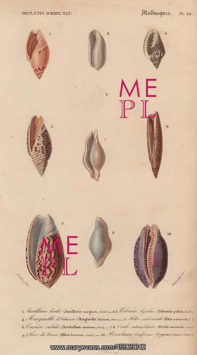 : Decorative arrangement of colorful shells including : Decorative arrangement of colorful shells including