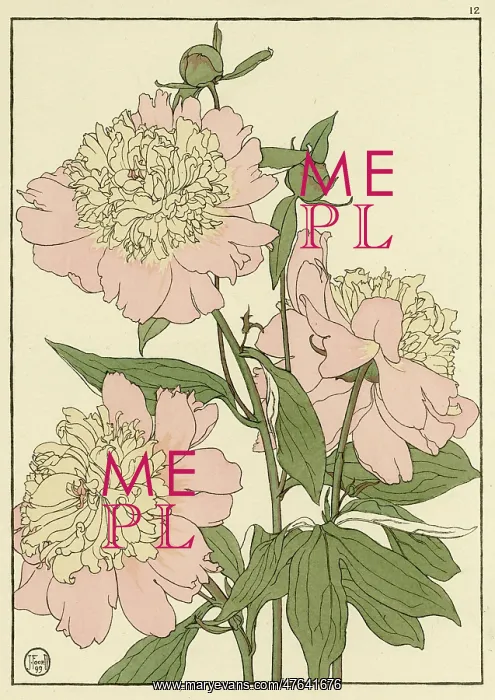 : Peony. Decorative flower study by Jeannie Foord, of a flowering Peony : Peony. Decorative flower study by Jeannie Foord, of a flowering Peony