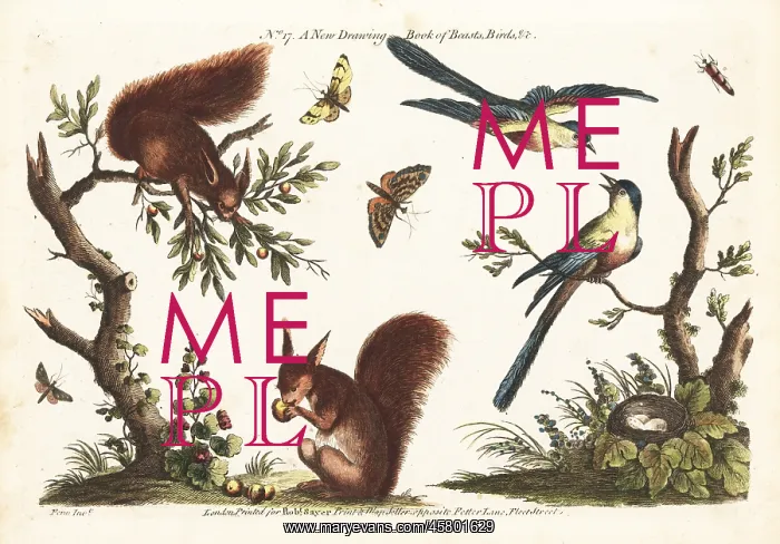 : Decorative scenes with red squirrels, birds and insects : Decorative scenes with red squirrels, birds and insects