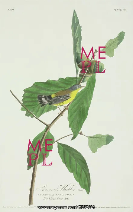 : Dedroica magnolia, magnolia warbler : Dedroica magnolia, magnolia warbler