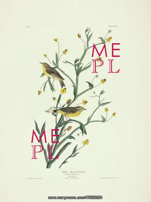 : Dedroica palmarum, palm warbler : Dedroica palmarum, palm warbler