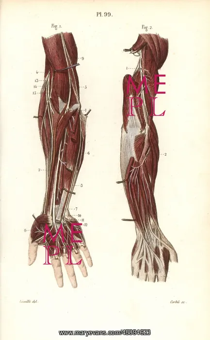 : Deep nervous system to the arm and hand : Deep nervous system to the arm and hand