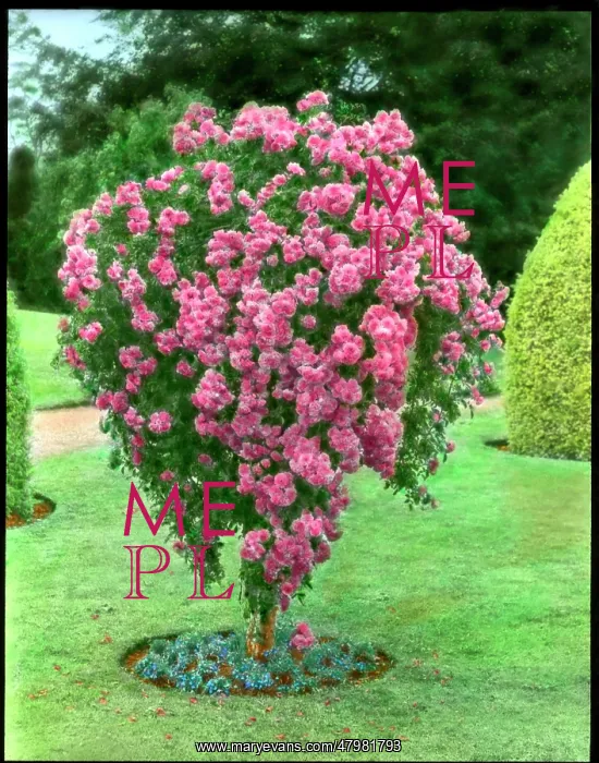 : Deep pink rosebush : Deep pink rosebush