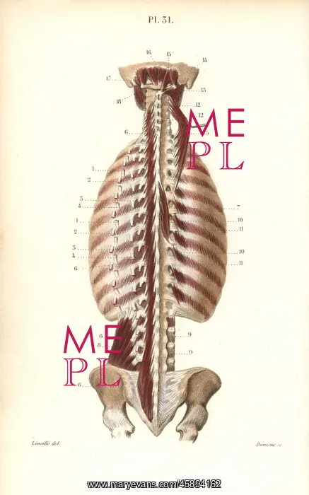 : Deepest inner muscles of the back : Deepest inner muscles of the back