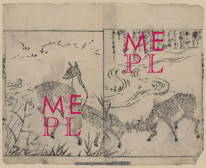 : Deer, two bucks fighting, next to a stream : Deer, two bucks fighting, next to a stream