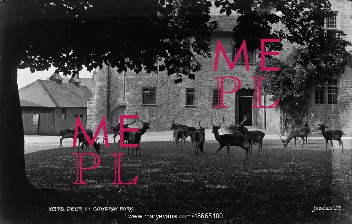 : Deer in Comydray Park : Deer in Comydray Park