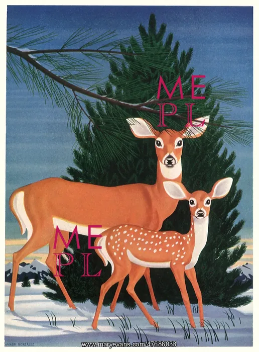  : Deer and Fawn