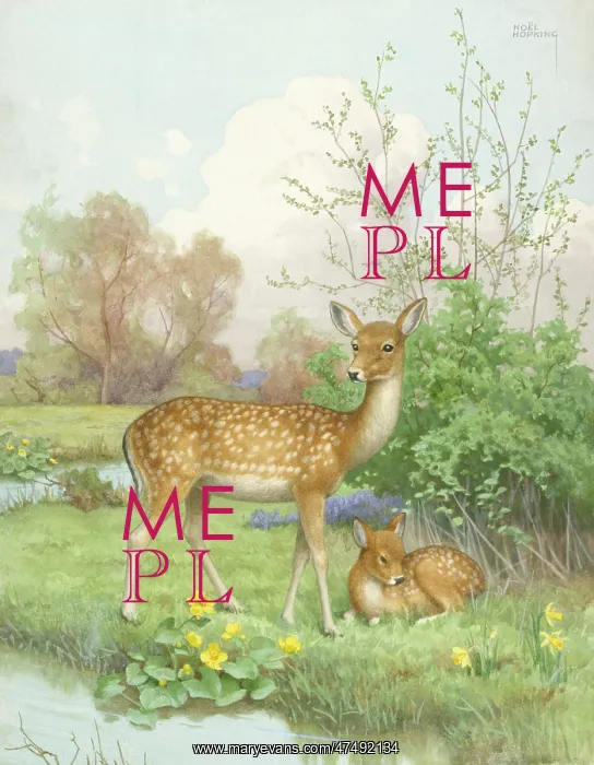  : Deer and Fawn – in a meadow beside a stream