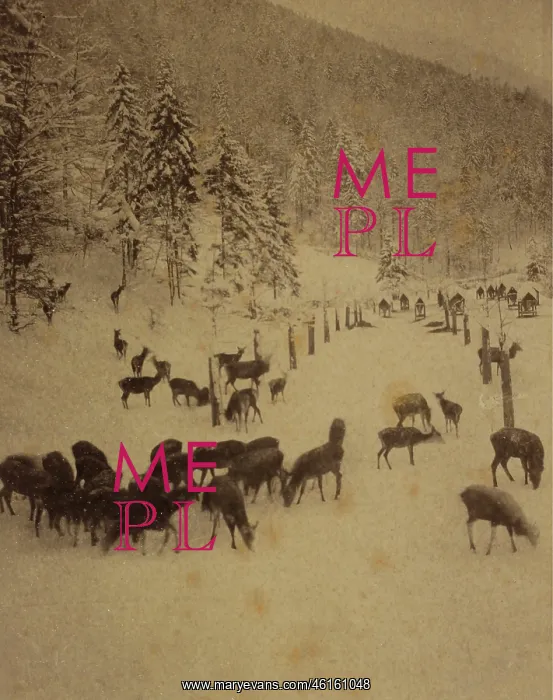 : Deer feeding in winter 1890 : Deer feeding in winter 1890