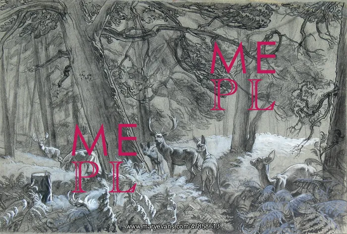  : Deer in the forest