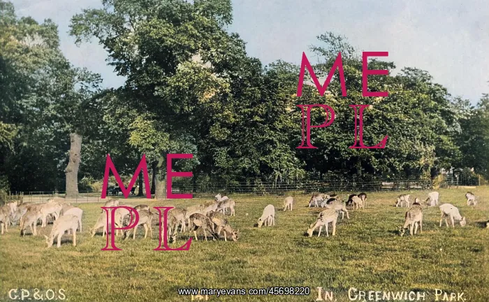  : DEER, GREENWICH PARK