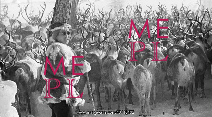 : Deer herd, 1969 : Deer herd, 1969