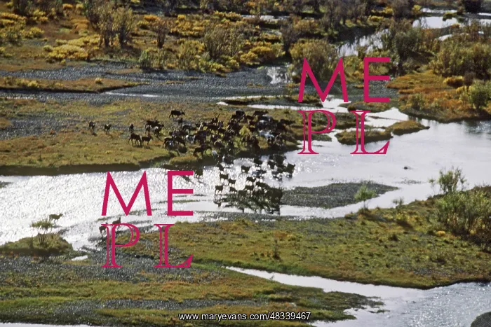 : Deer herd, 1979 : Deer herd, 1979
