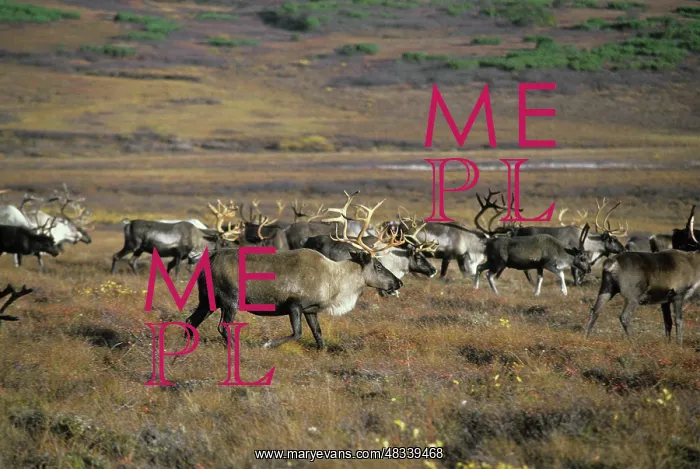 : Deer herd, 1979 : Deer herd, 1979