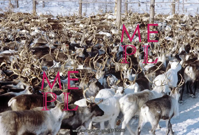 : Deer herd, 1984 : Deer herd, 1984