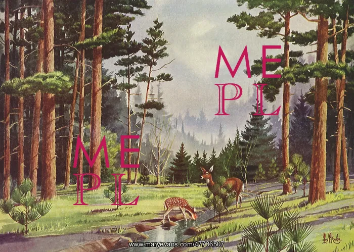  : Deer in a Minnesota Forest