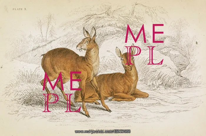  : DEER  /  MUSK TIBETAN 1835