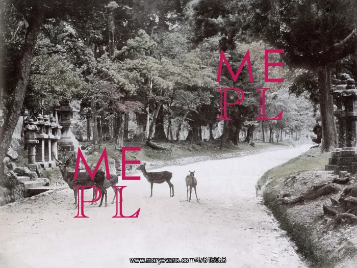 : Deer in the park at Nara, Japan, c.1890 : Deer in the park at Nara, Japan, c.1890