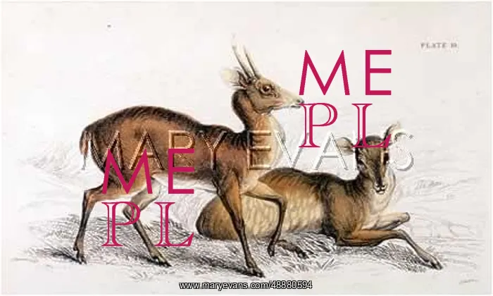  : DEER / PITA BROCHET / 1835