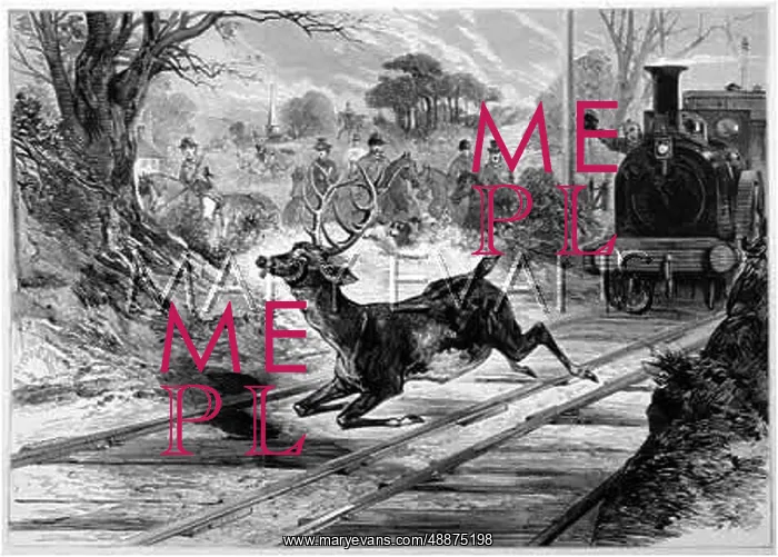 : DEER ON RAIL TRACK : DEER ON RAIL TRACK