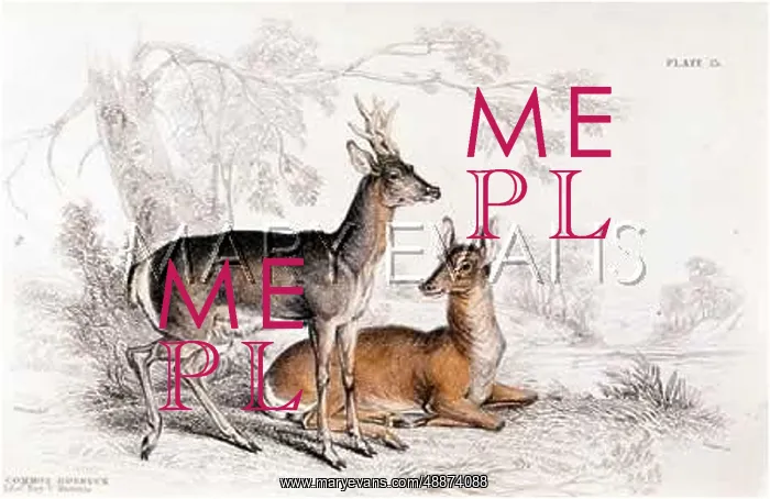  : DEER / ROEBUCK / NL / 1835
