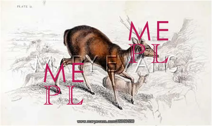  : DEER / RUSA / NL / 1835