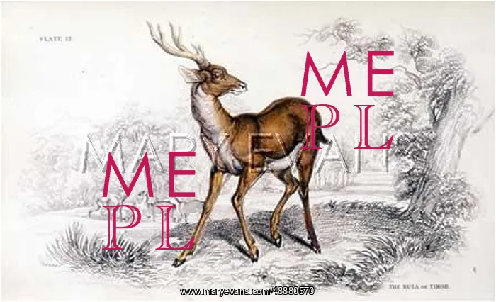  : DEER / RUSCA / NL / 1835