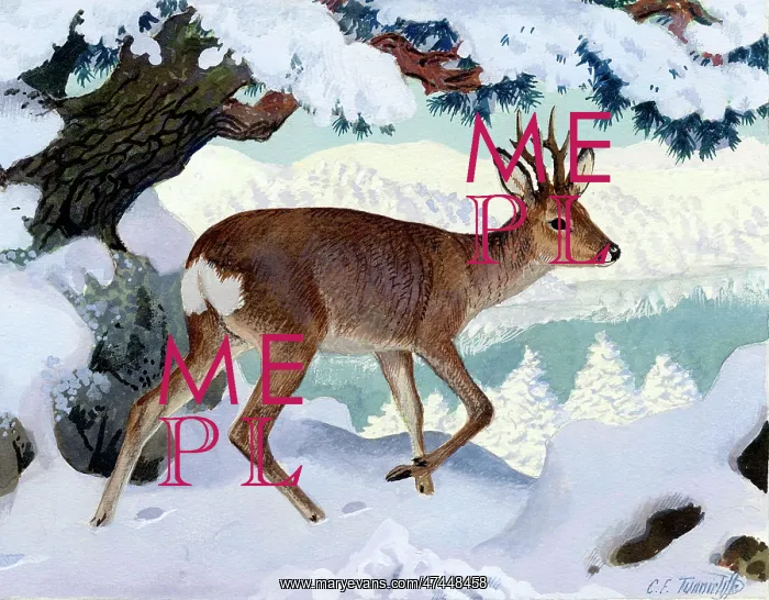  : Deer in Snow
