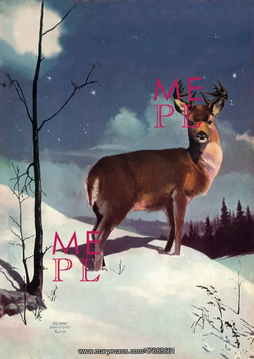  : Deer in Snow