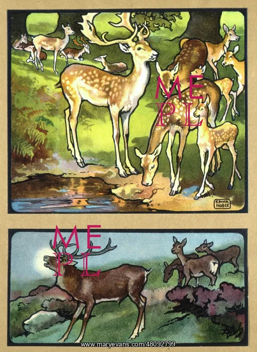  : Deer and stags
