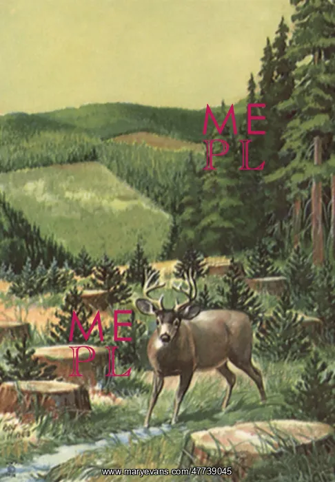  : Deer amongst tree stumps