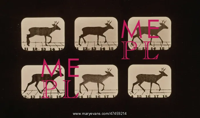 : Deer, trotting 1 / 2 stride : Deer, trotting 1 / 2 stride