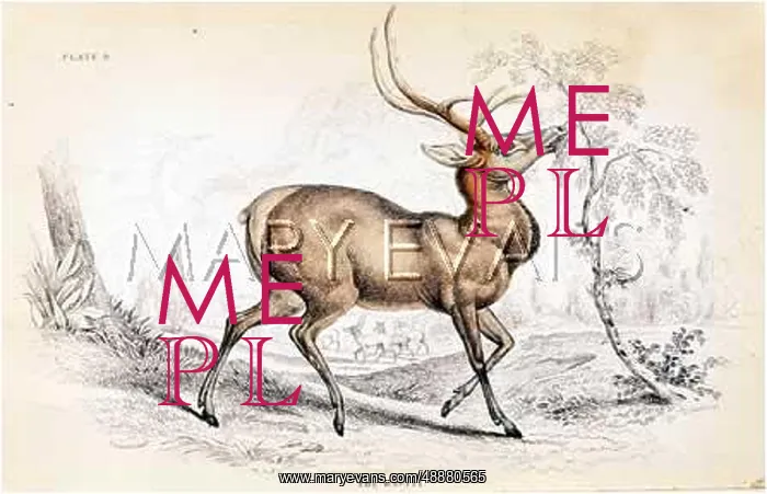  : DEER / WAPITI / NL / 1835