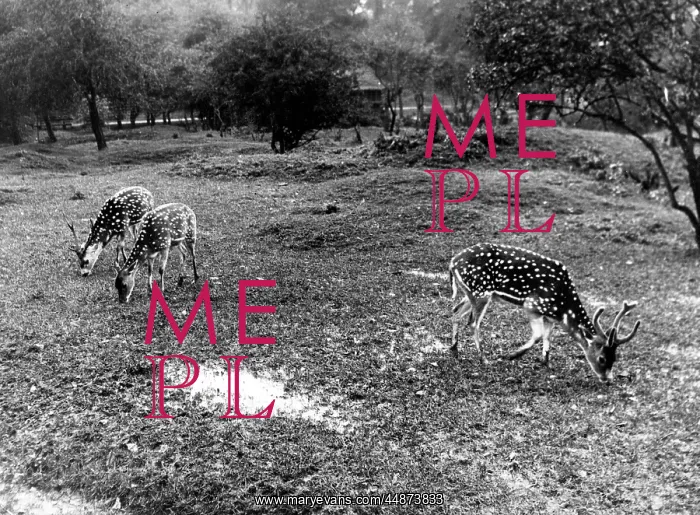 : DEER AT WHIPSNADE ZOO : DEER AT WHIPSNADE ZOO