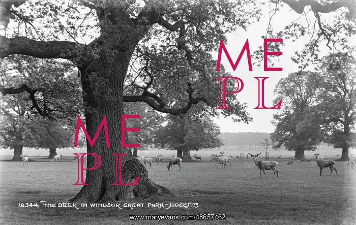 : The Deer in Windsor Great Park : The Deer in Windsor Great Park