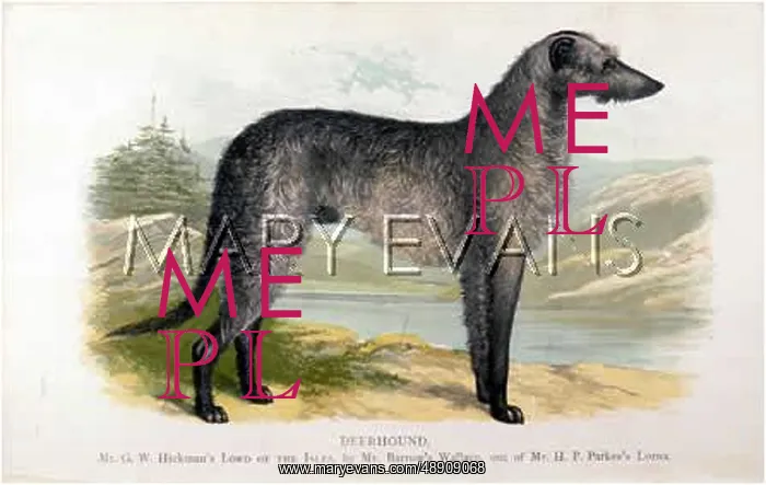 : DEERHOUND / DALZIEL : DEERHOUND / DALZIEL