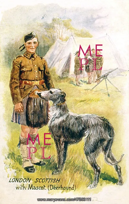 : DEERHOUND MASCOT : DEERHOUND MASCOT