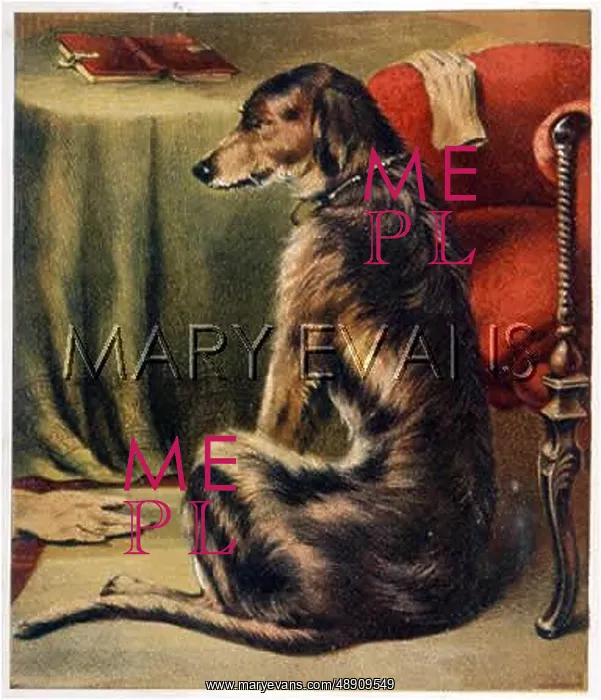 : DEERHOUND SITTING : DEERHOUND SITTING